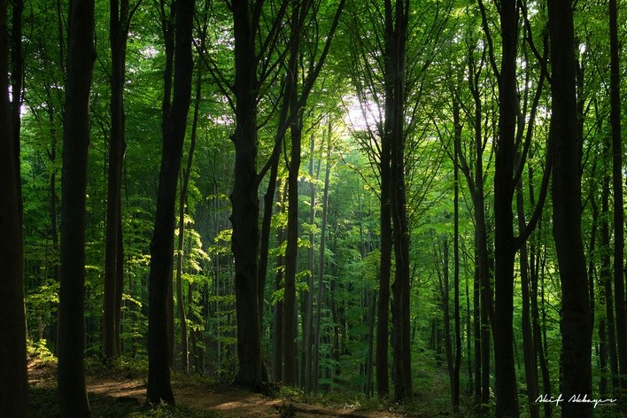Belgrad Ormanı