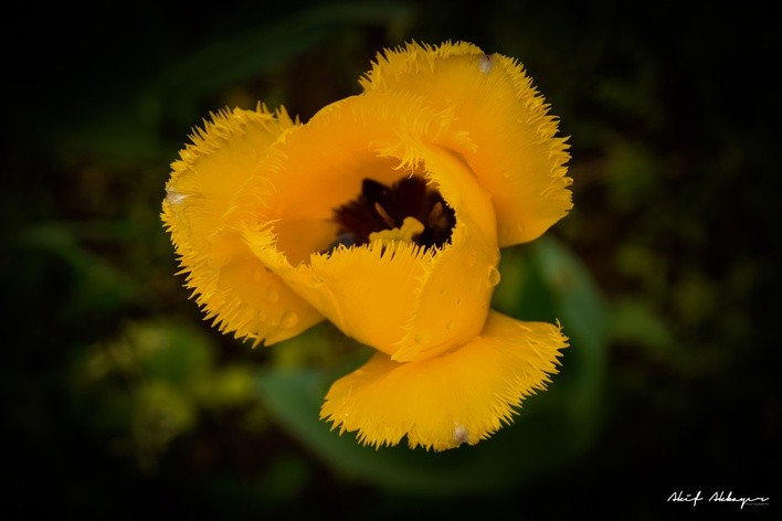 Macro Sarı Lale