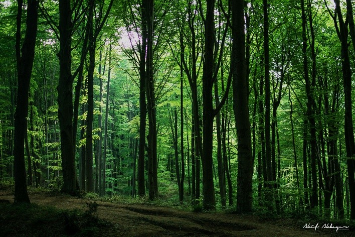 Belgrad Ormanı