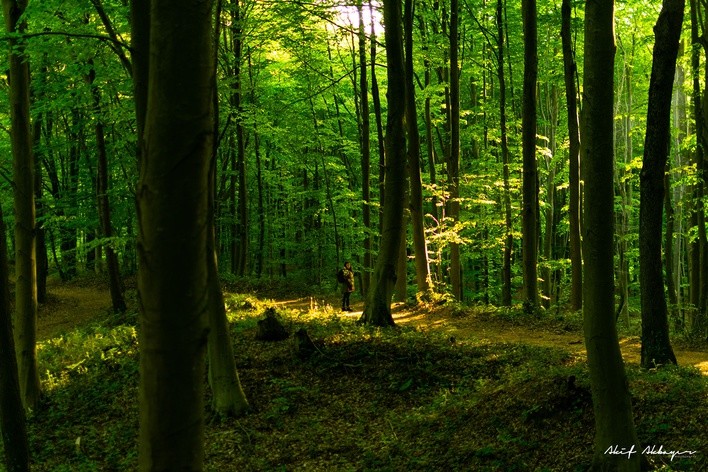 Belgrad Ormanı